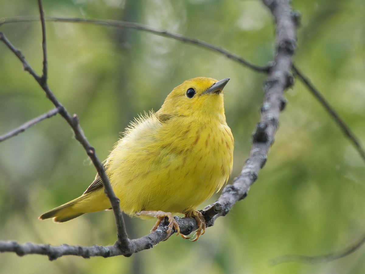 Yellow Warbler - ML620619838