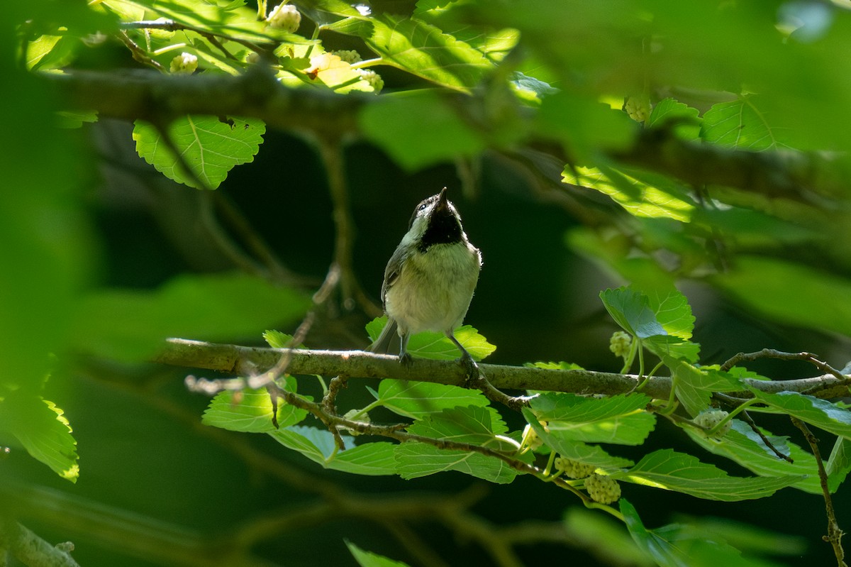 Carolina Chickadee - ML620619839