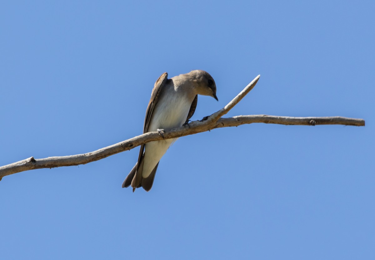 Northern Rough-winged Swallow - ML620619840