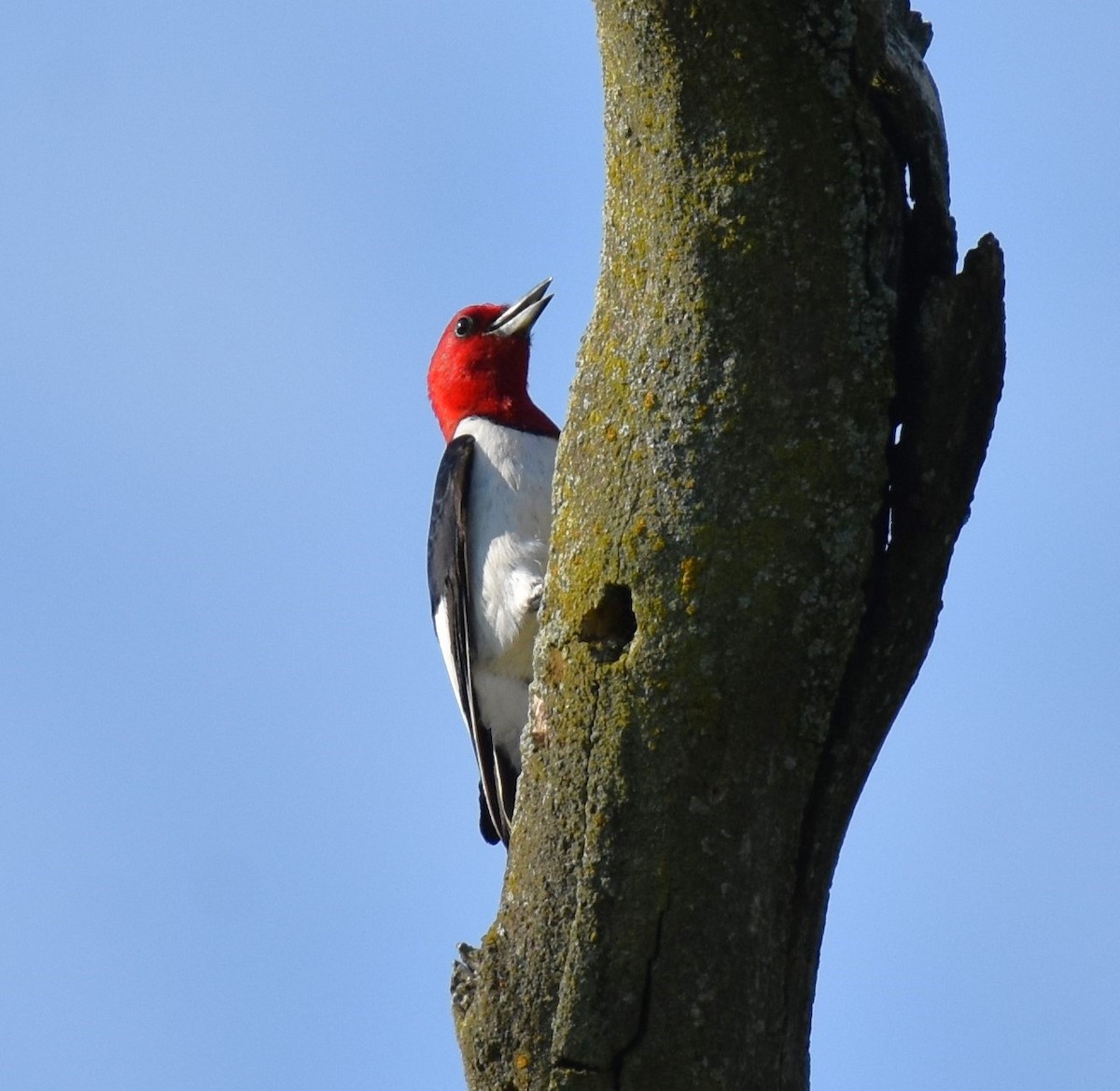 Pic à tête rouge - ML620619841