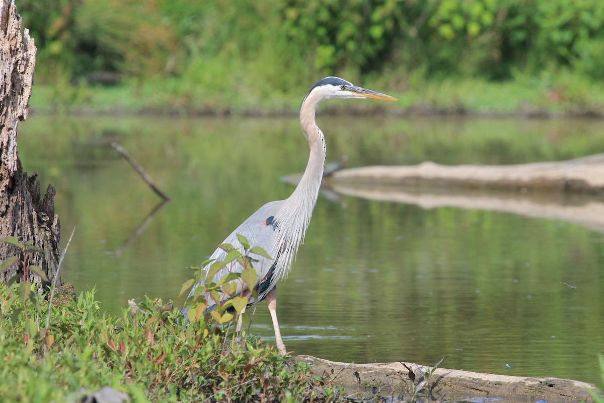 Great Blue Heron - ML620619842