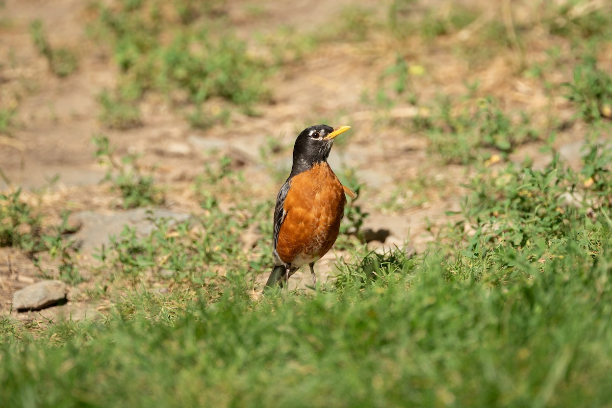 American Robin - ML620619844