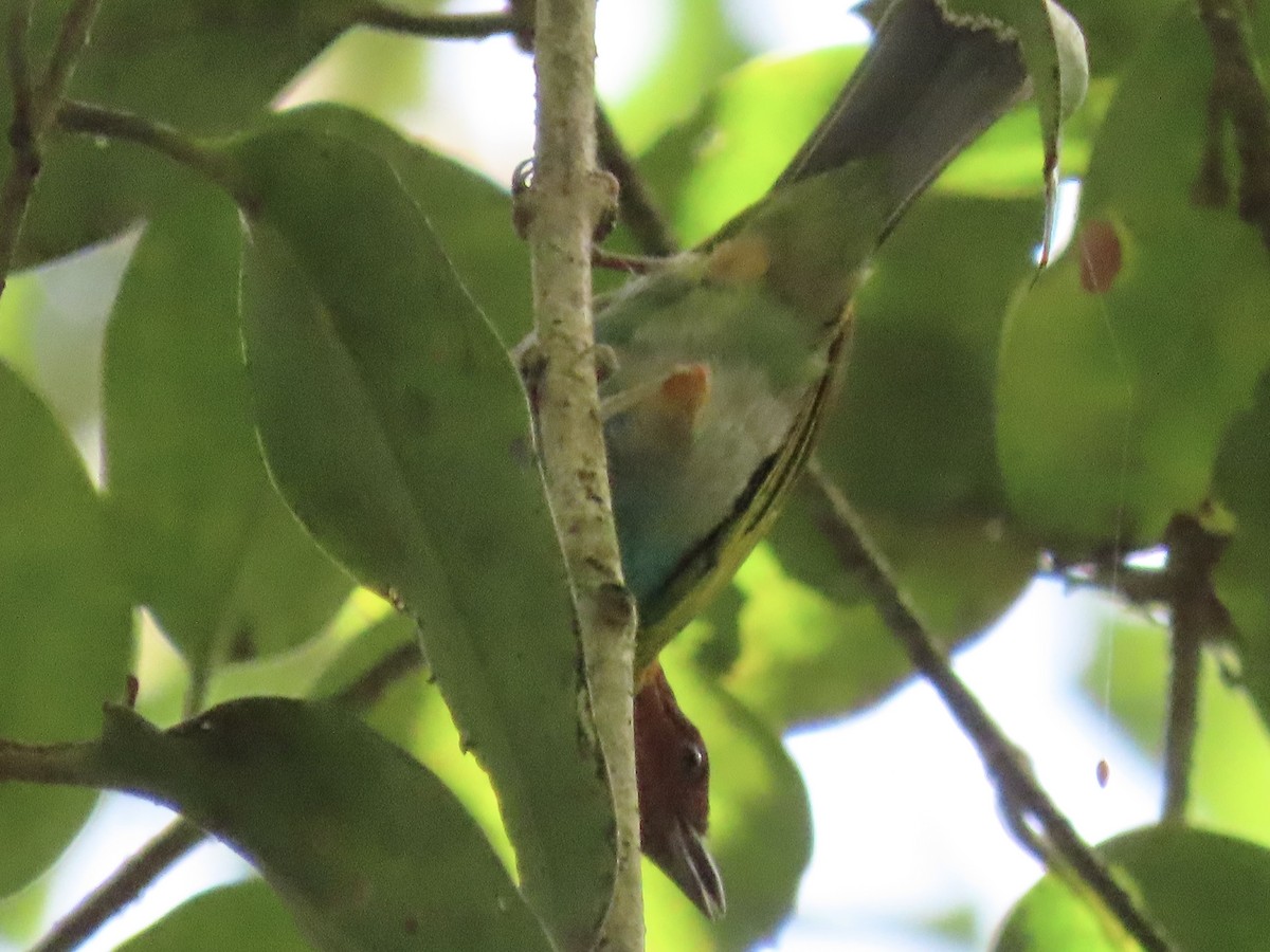 Bay-headed Tanager - ML620619845