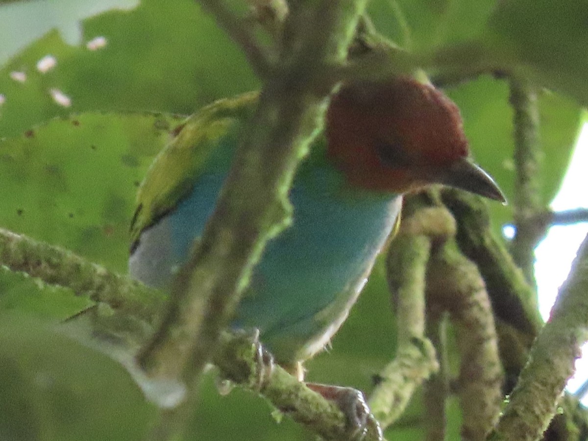 Bay-headed Tanager - ML620619846