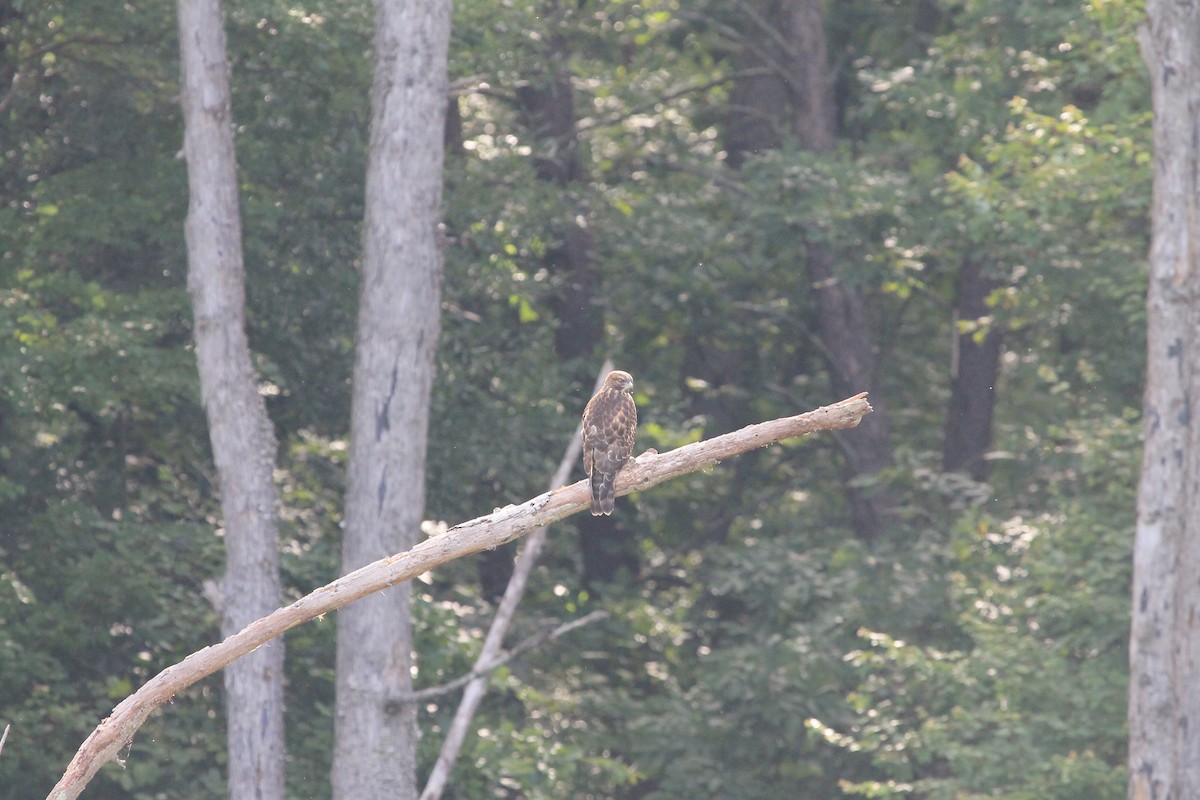 Red-shouldered Hawk - ML620619848