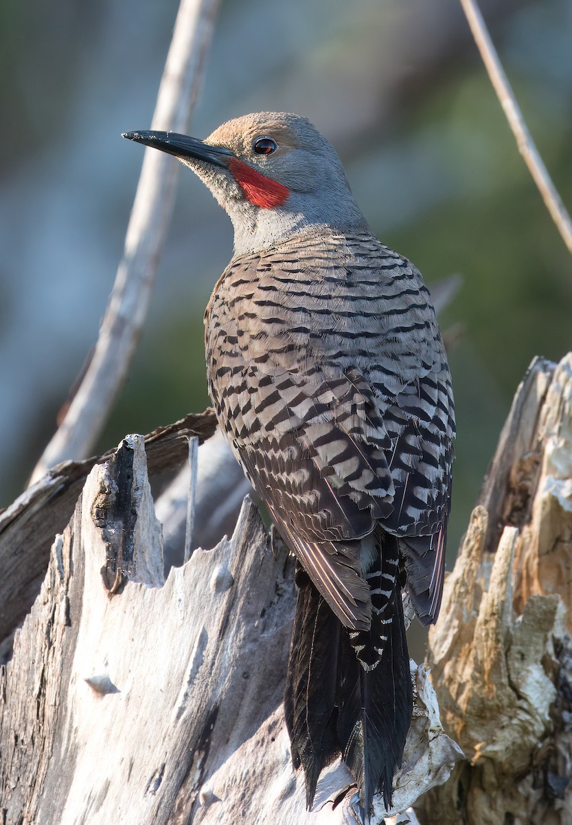 Northern Flicker (Red-shafted) - Peter Roberts