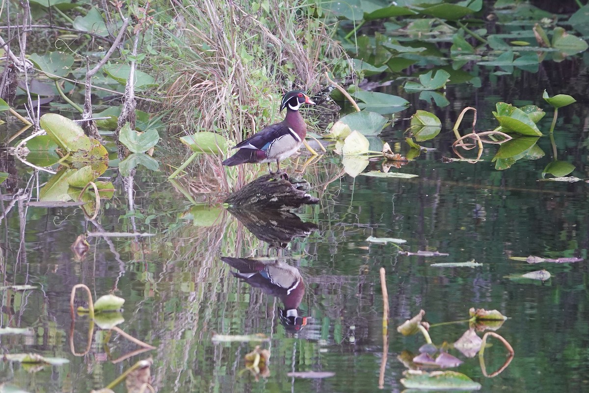 Wood Duck - Michon Floreani