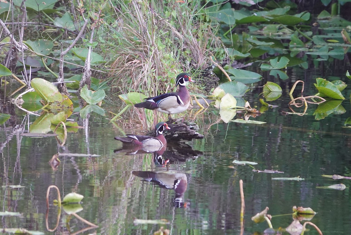 Wood Duck - ML620619856