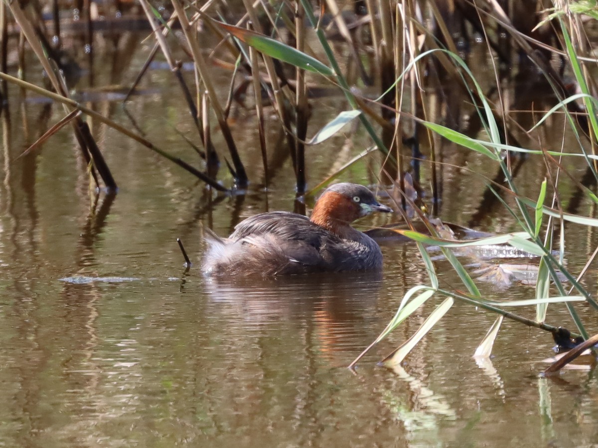 Little Grebe - ML620619857