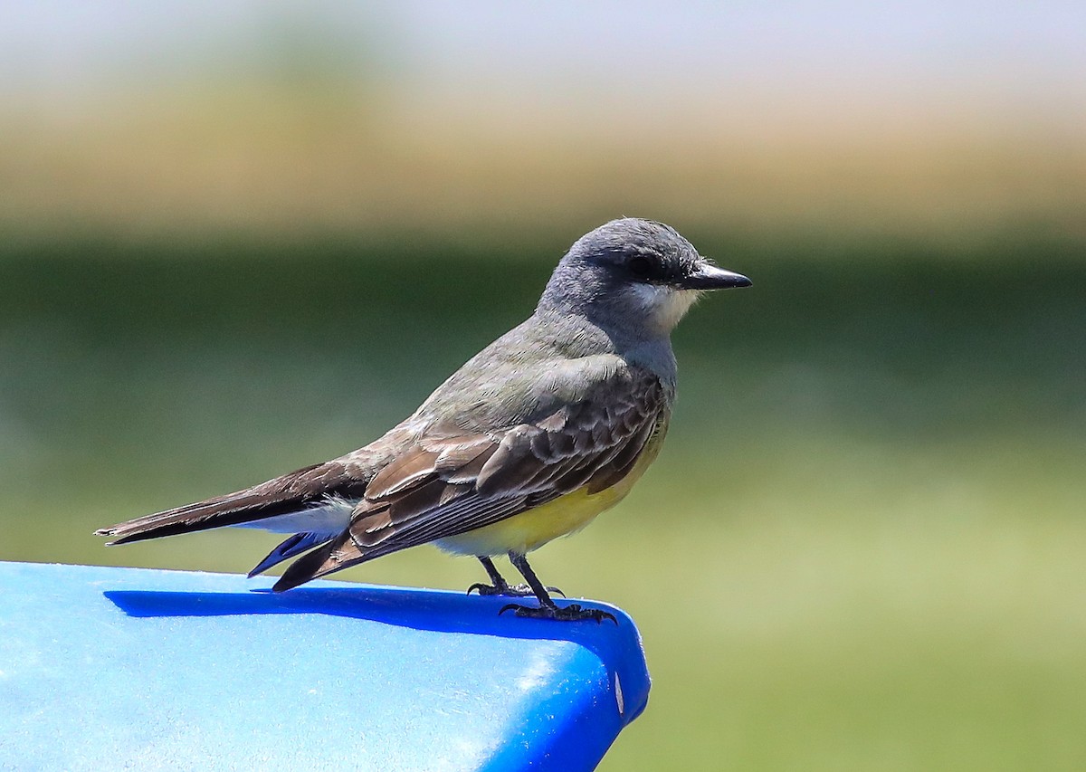 Cassin's Kingbird - ML620619859