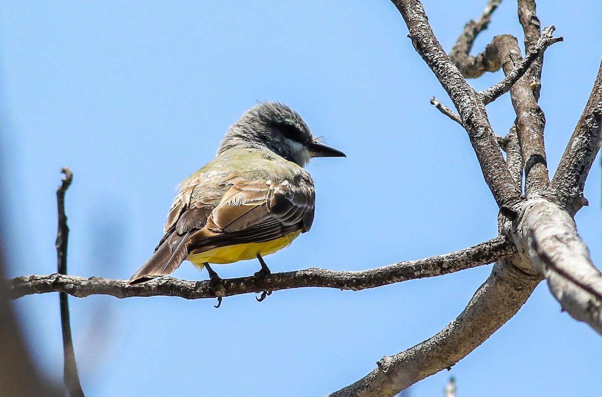 Cassin's Kingbird - ML620619860