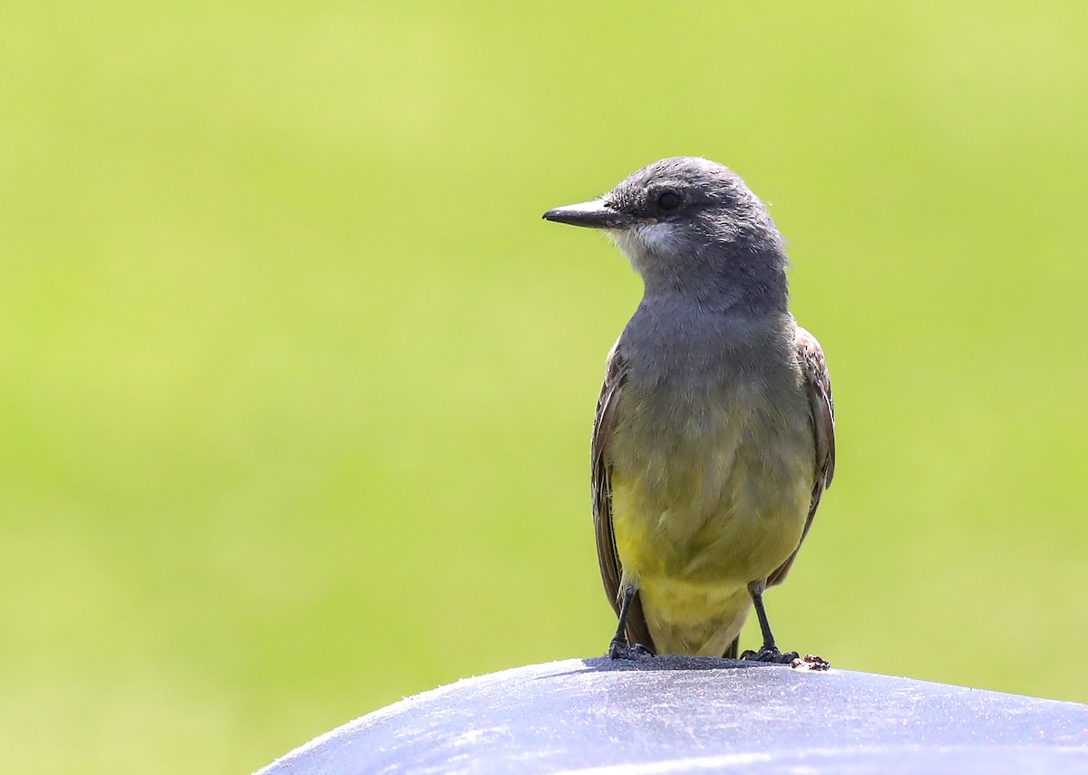 Cassin's Kingbird - ML620619863