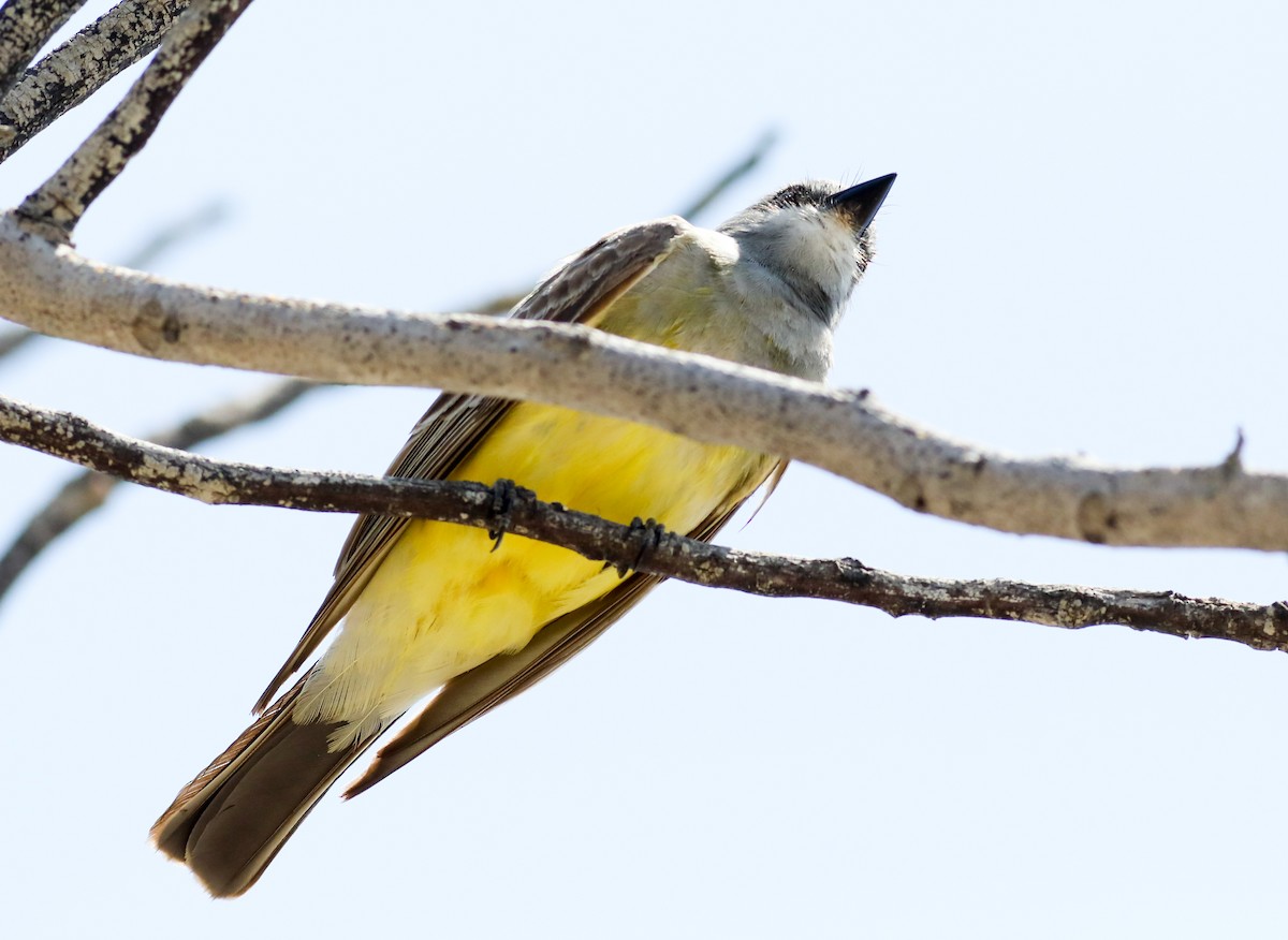 Cassin's Kingbird - ML620619864