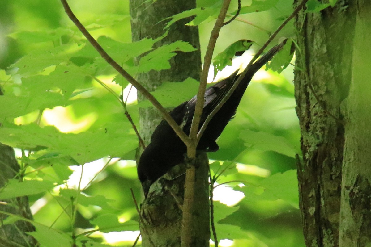 Red-winged Blackbird - Linda Miller