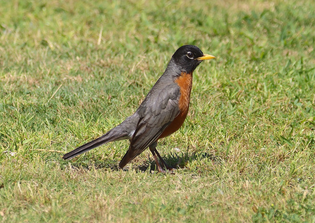 American Robin - ML620619866