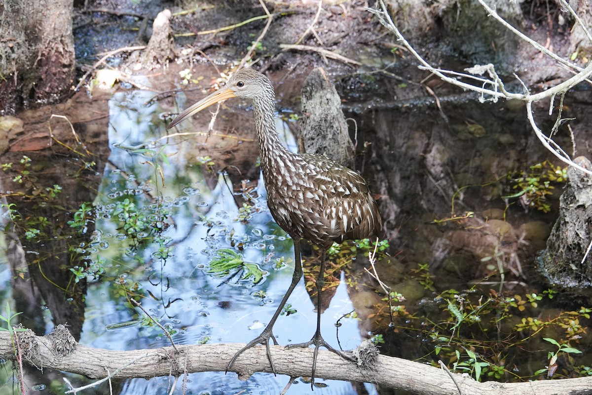 Limpkin - ML620619869