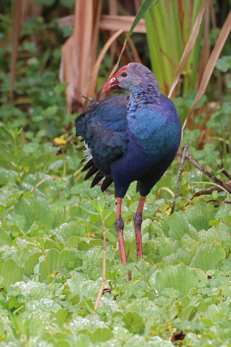 Gray-headed Swamphen - ML620619880