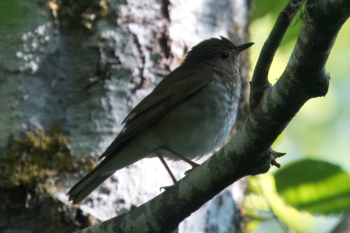 Swainson's Thrush - ML620619884