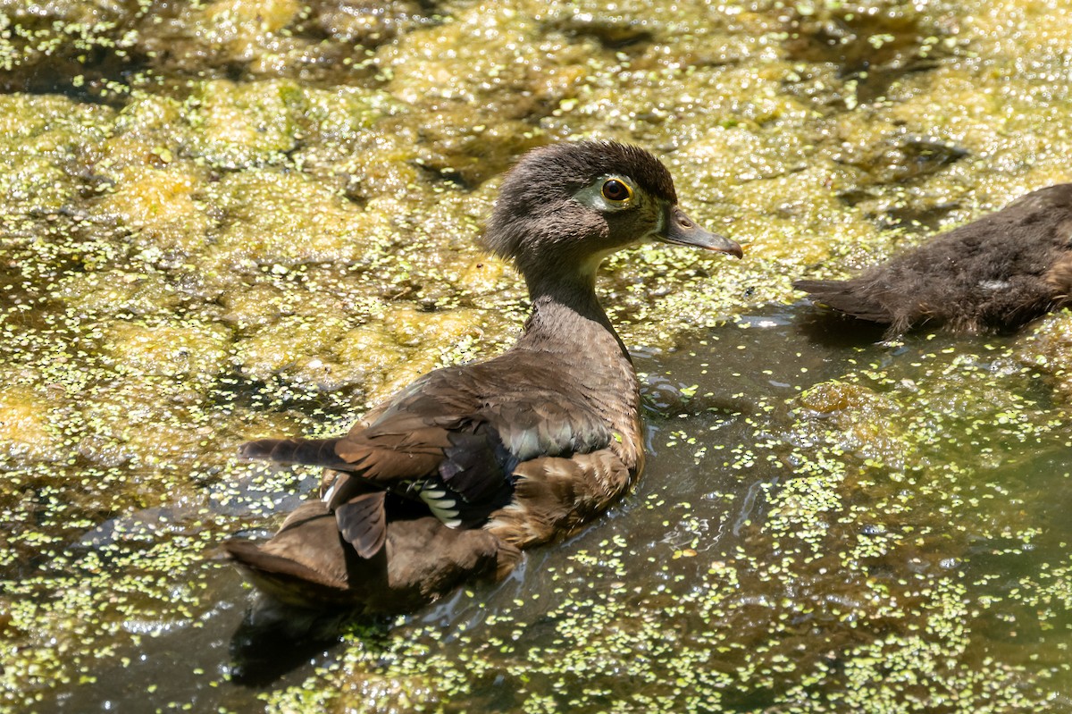 Wood Duck - ML620619885