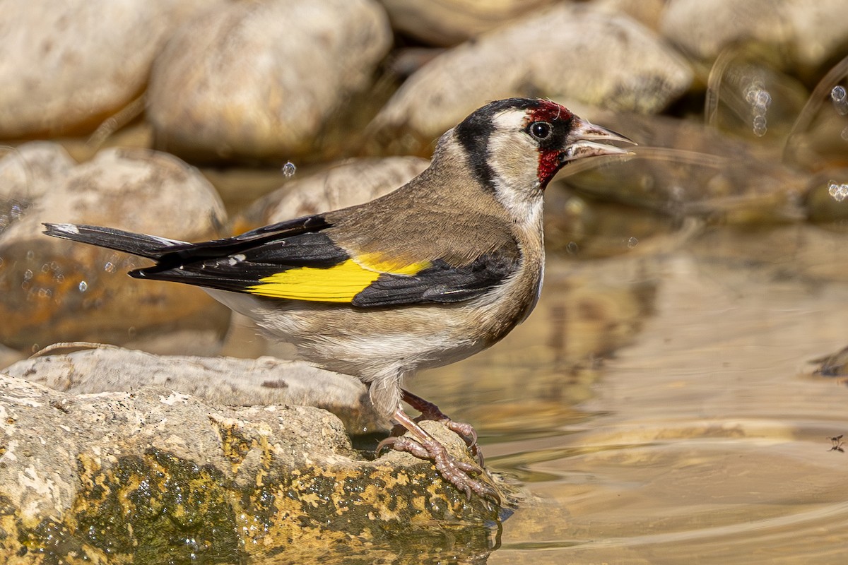 European Goldfinch - ML620619897