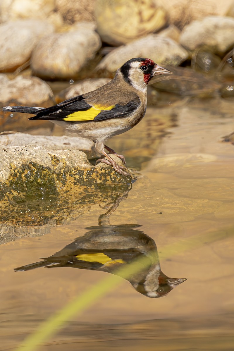 European Goldfinch - ML620619899