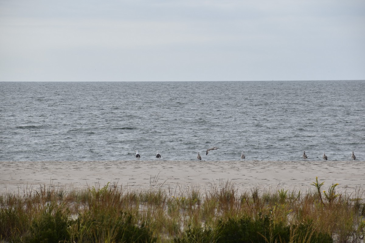 Great Black-backed Gull - ML620619906