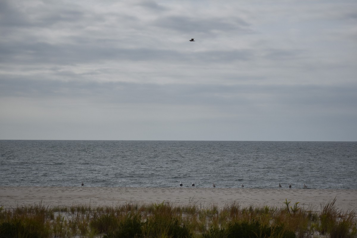 Great Black-backed Gull - ML620619907