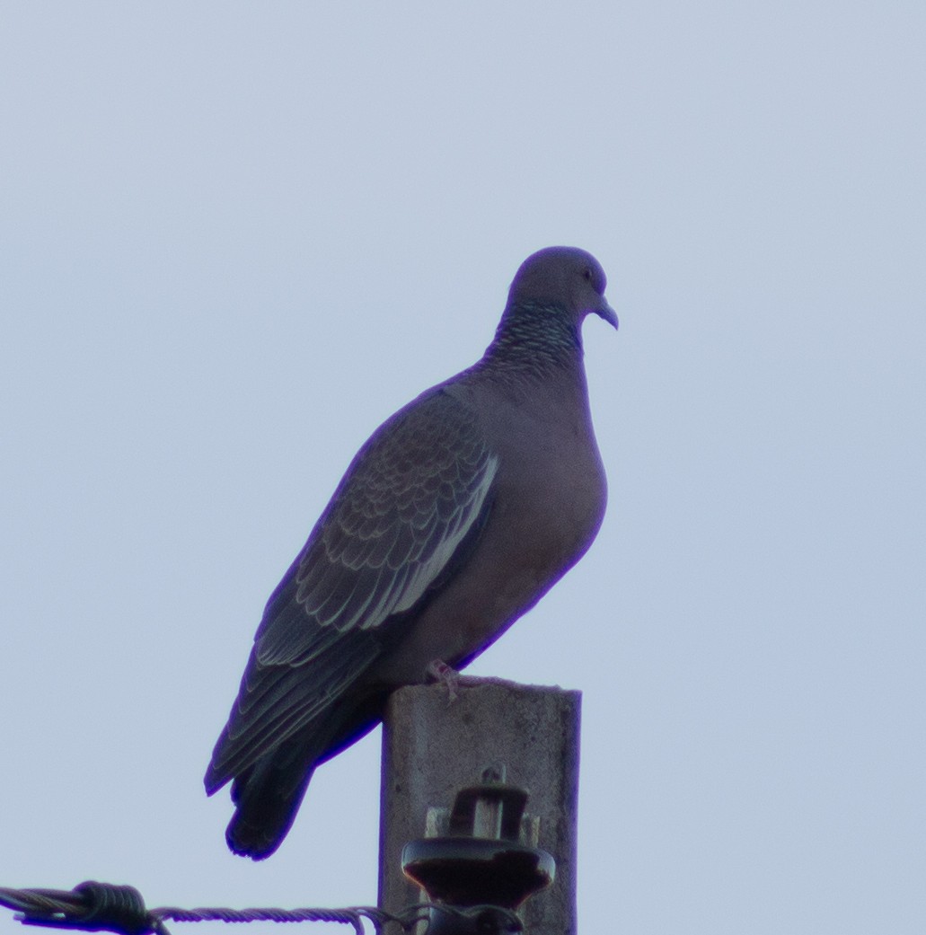 Pigeon picazuro - ML620619910