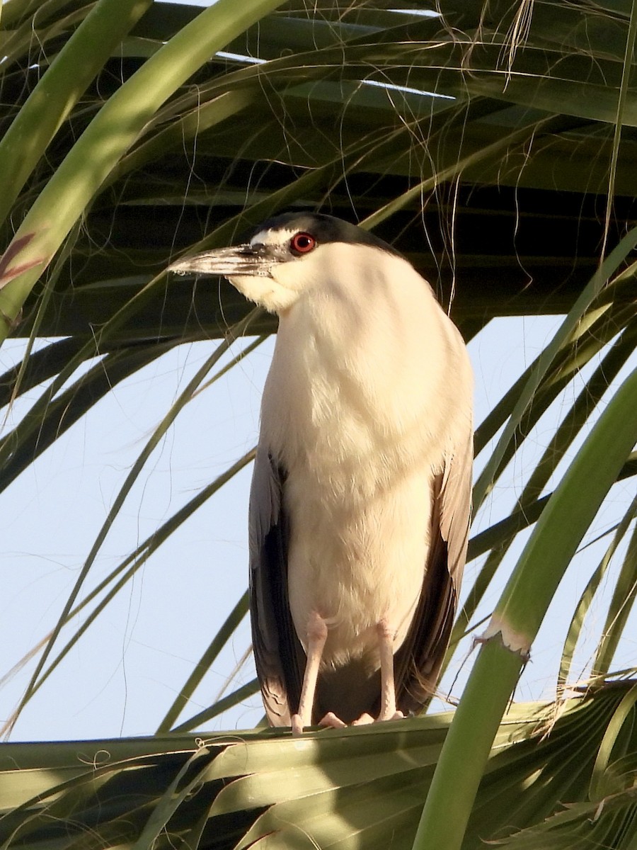 Black-crowned Night Heron - ML620619912