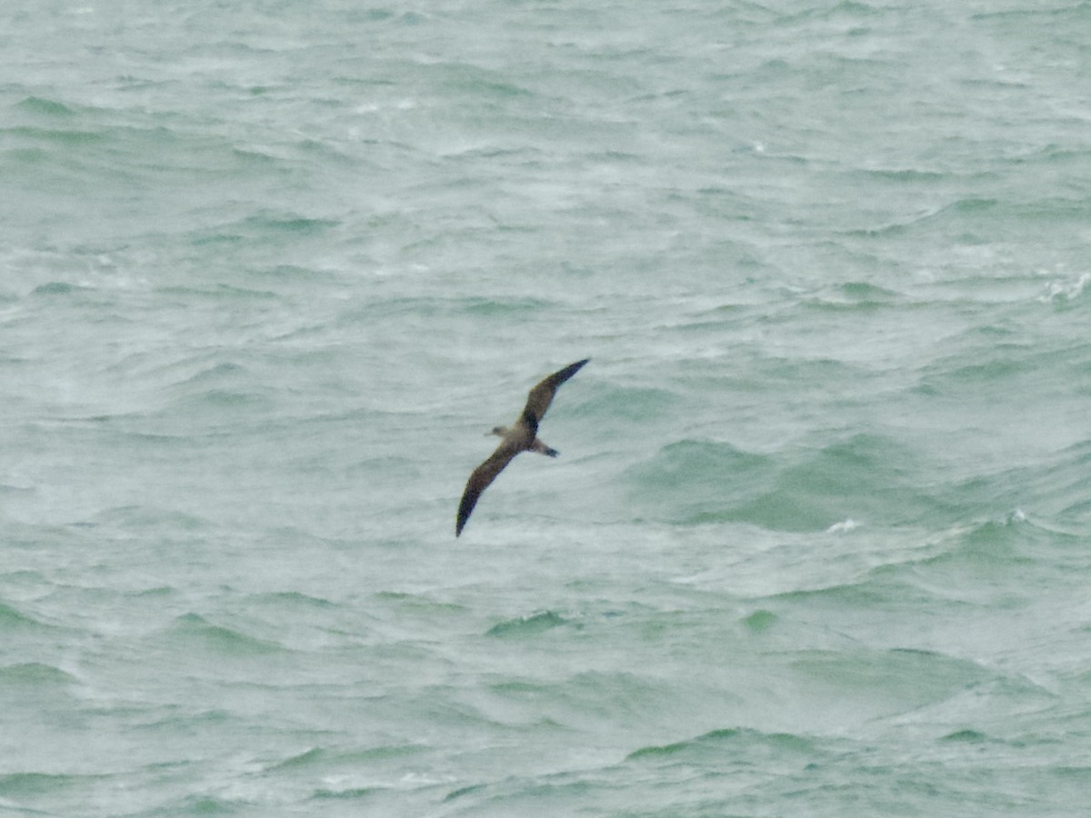 Cory's Shearwater - ML620619913