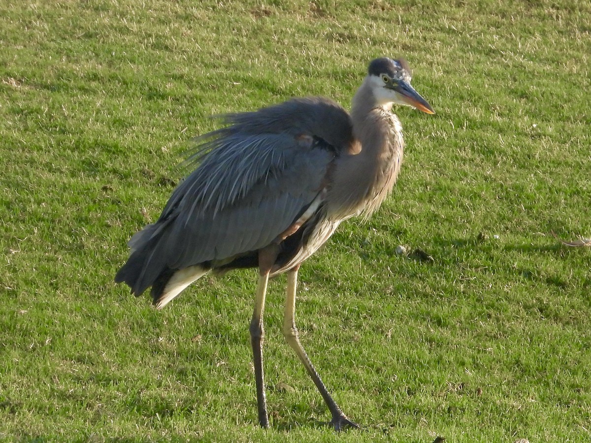 Great Blue Heron - ML620619917