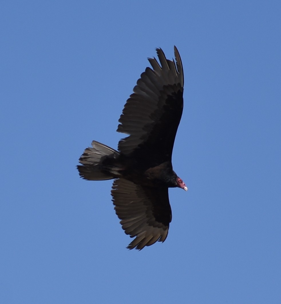 Turkey Vulture - ML620619920