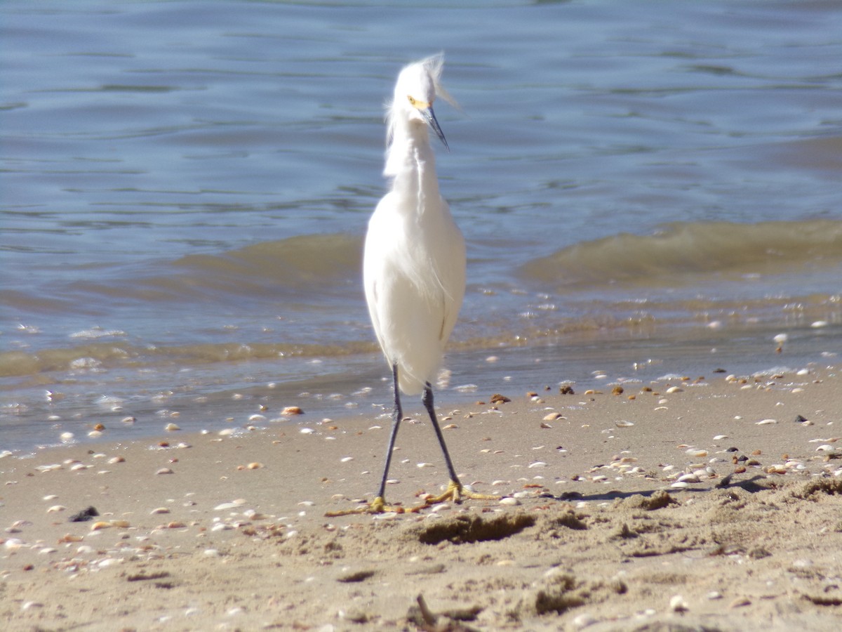 Snowy Egret - Antonio Sturion Junior