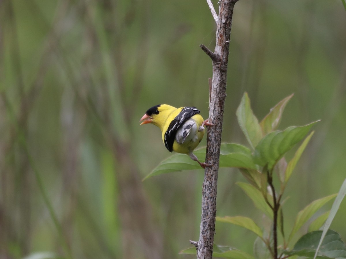 Chardonneret jaune - ML620619924