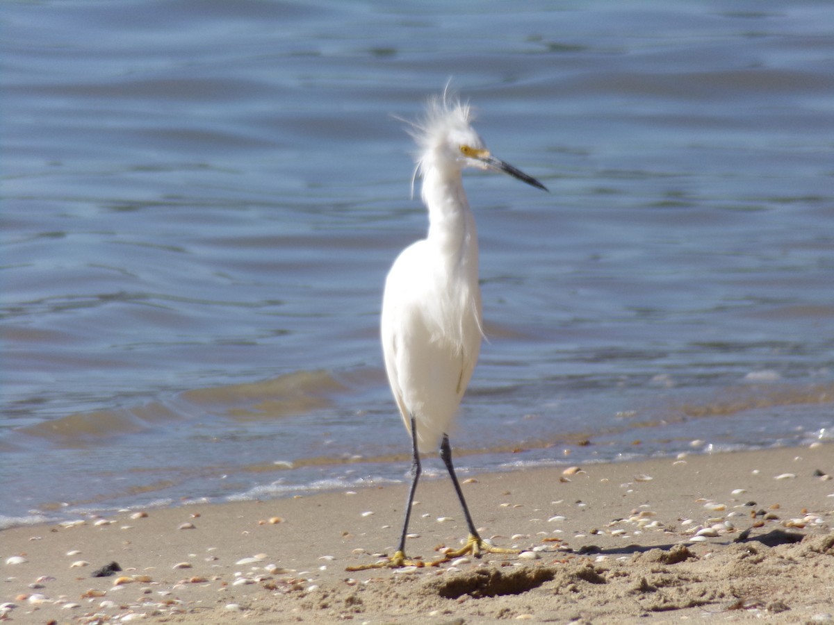 Aigrette neigeuse - ML620619927