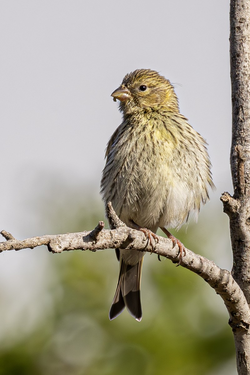 European Serin - ML620619930