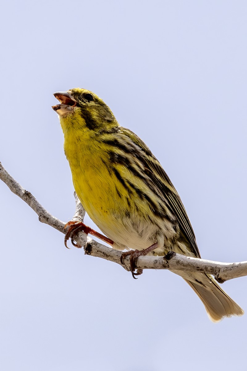 European Serin - ML620619931