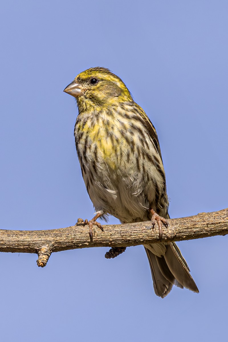 European Serin - ML620619932