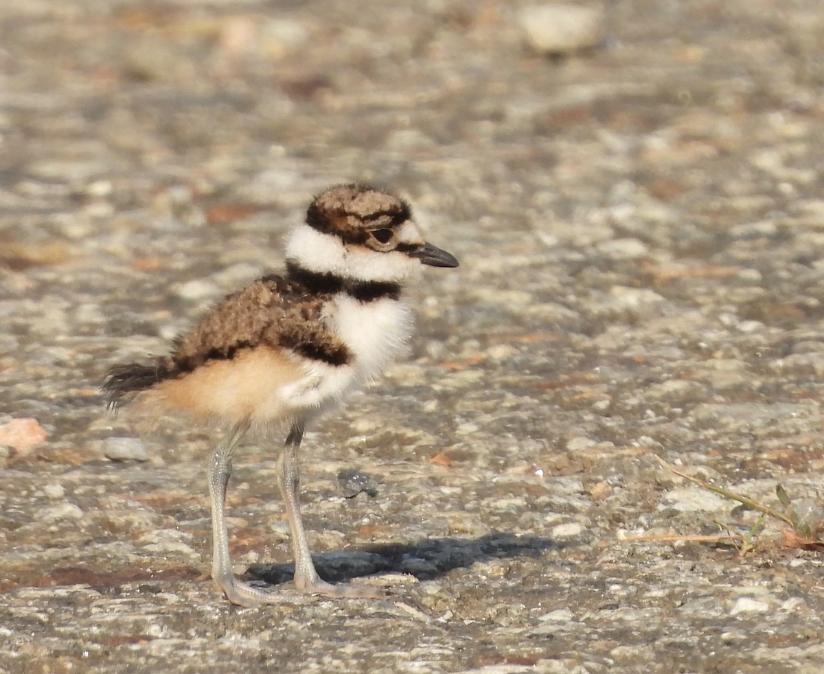 Killdeer - ML620619936