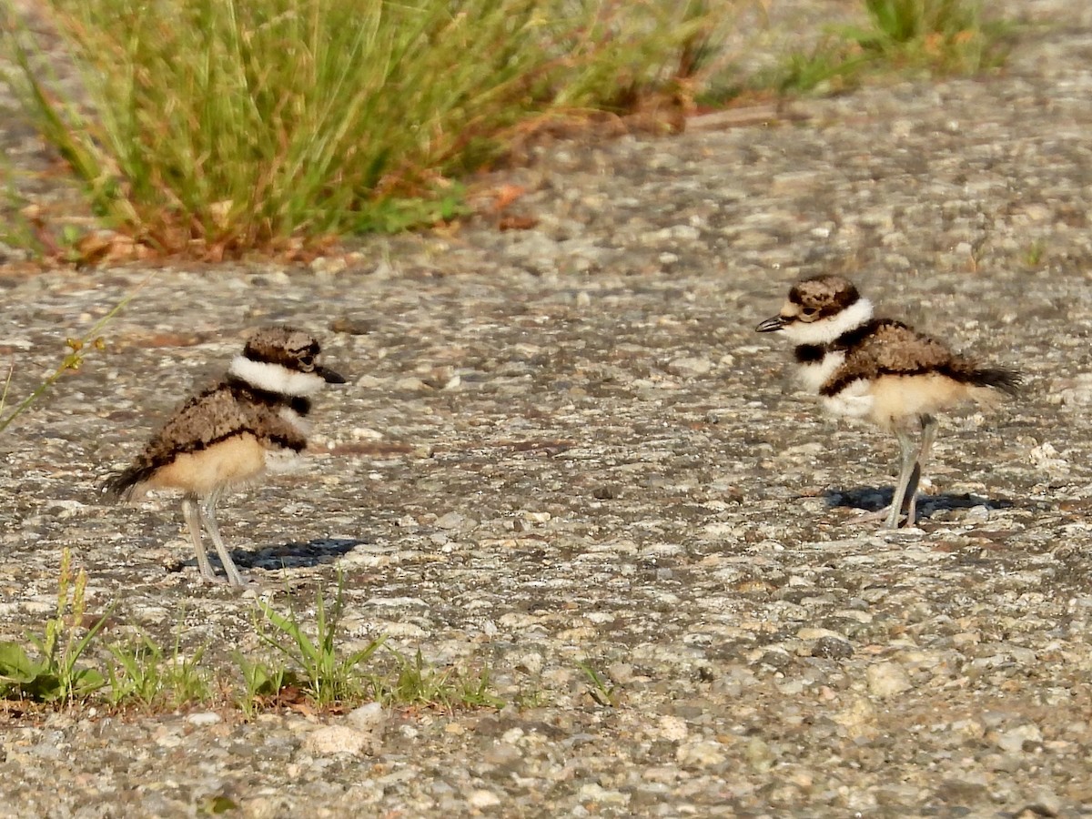 Killdeer - ML620619937