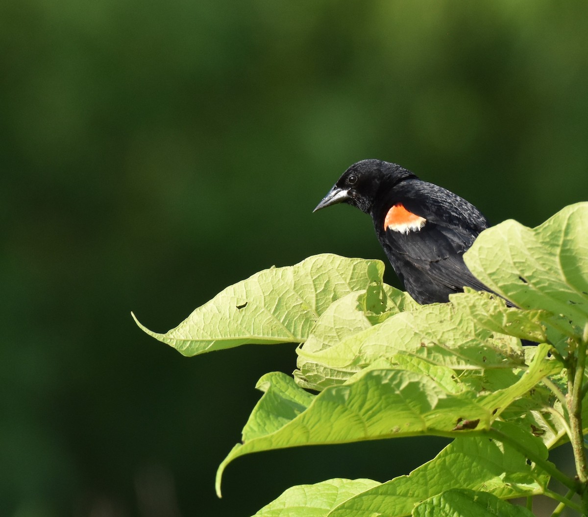 Red-winged Blackbird - ML620619940