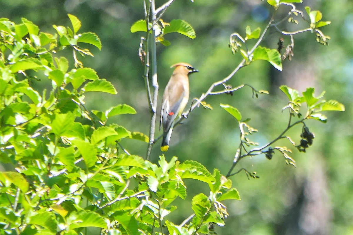 Cedar Waxwing - ML620619941