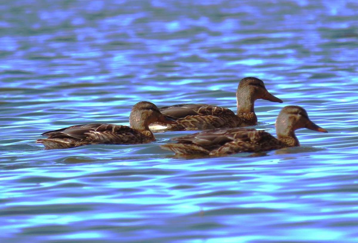 Mallard - Sandy Winkler