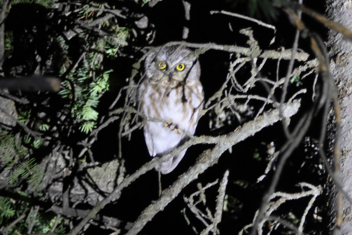 Northern Saw-whet Owl - ML620619949