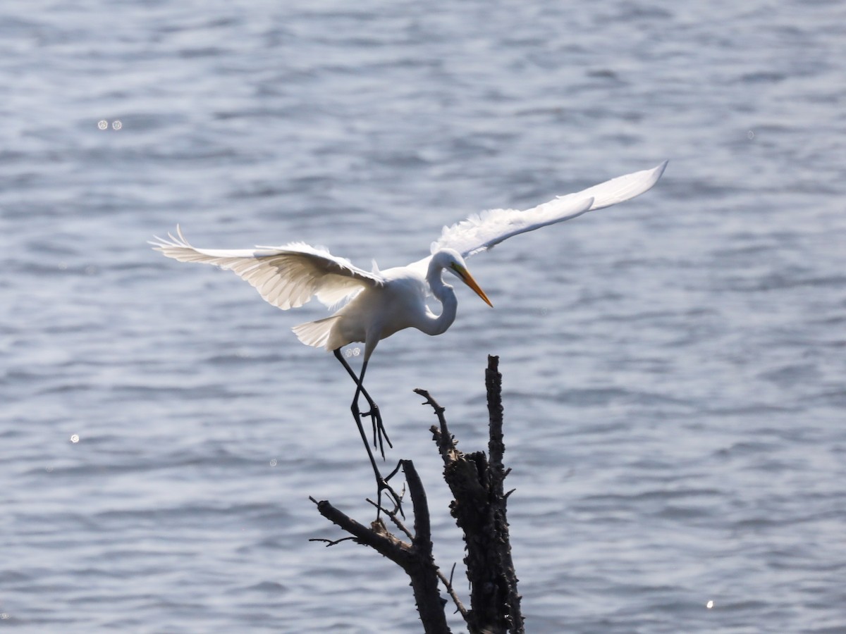 Great Egret - ML620619954