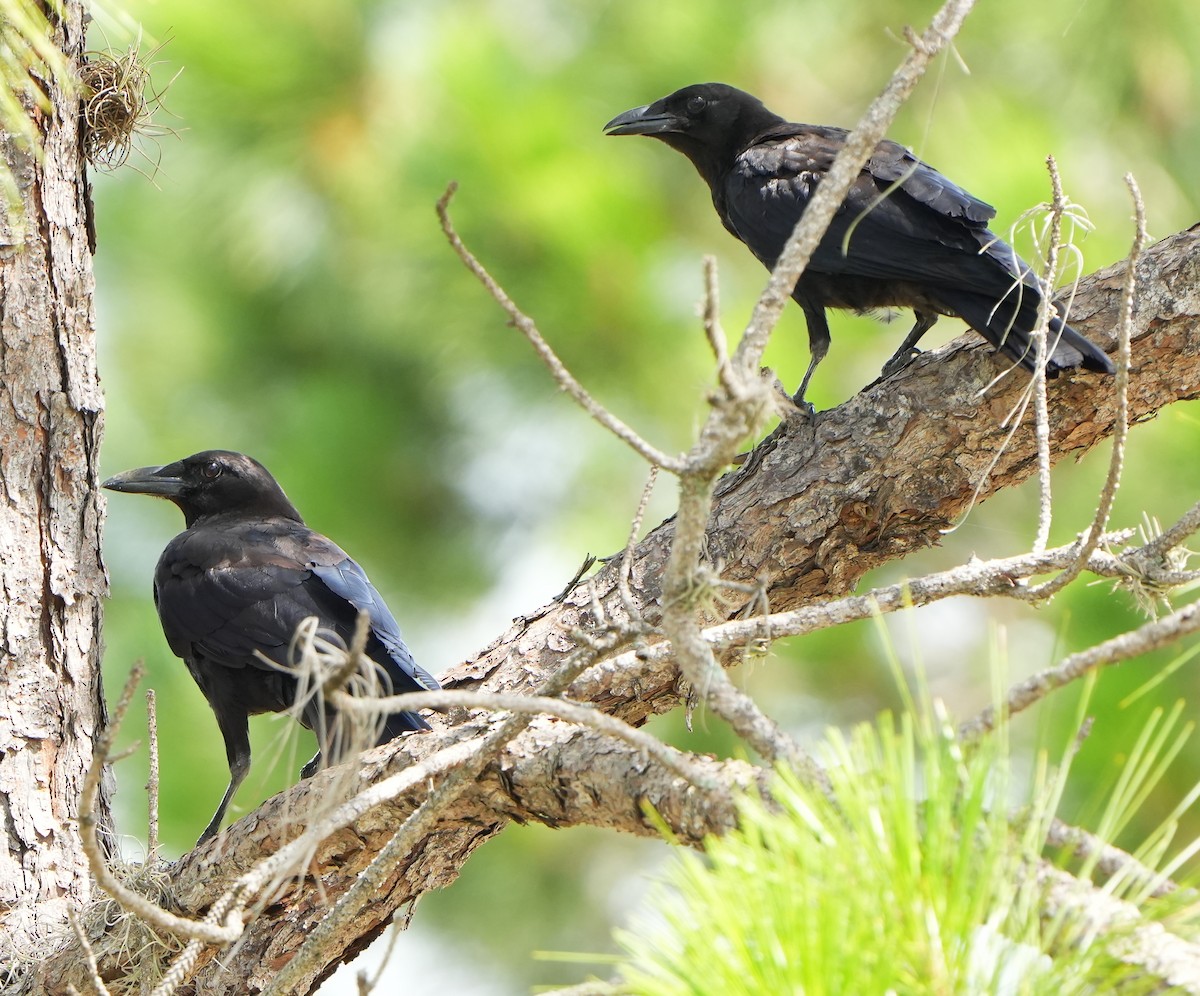 American Crow - ML620619957