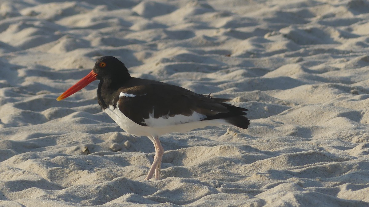 American Oystercatcher - ML620619959