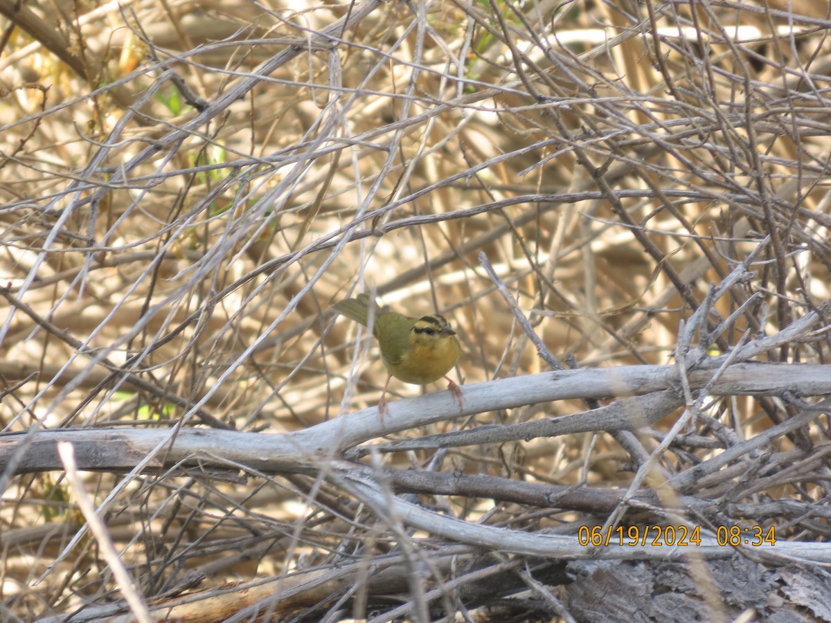 Worm-eating Warbler - ML620619960