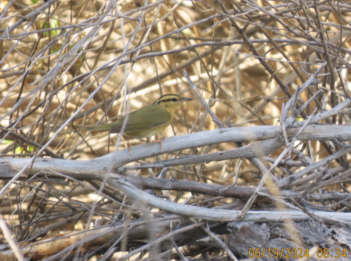 Worm-eating Warbler - ML620619961