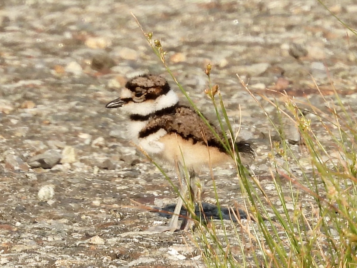 Killdeer - ML620619962